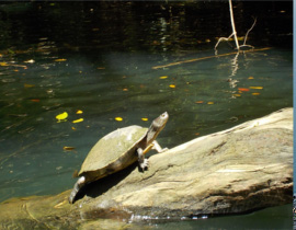 some of the things you see on a paddleboard tour